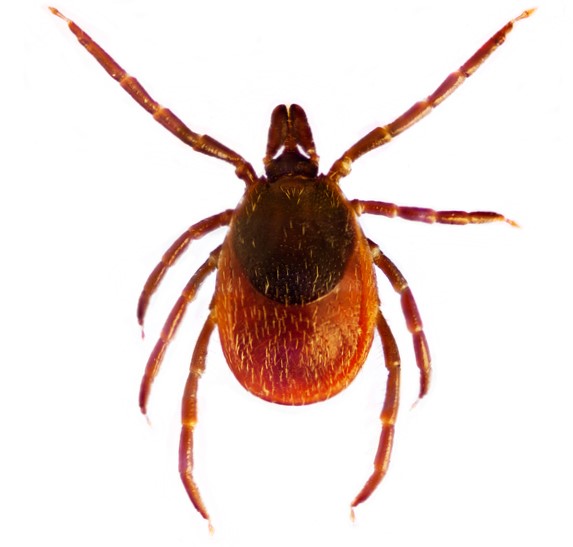 Ixodes ricinus o garrapata común